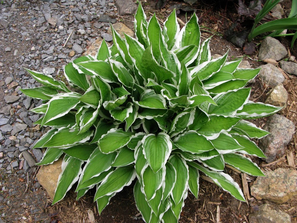 Hosta Hybride Ginko Craig 01.jpg